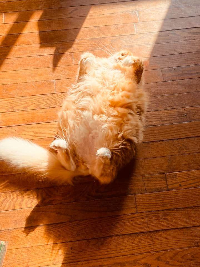 Cat baskin in the sun