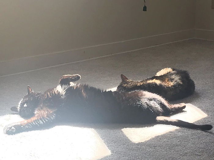 Sunbeams are for cats
