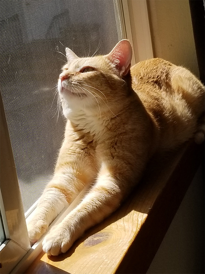 On another gorgeous sunny day in Washington state, Boone's basking in the glorious sunshine while gazing with adoration at the Sun