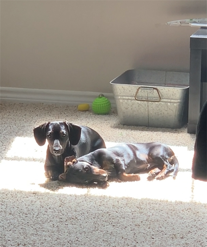 My weenie brothers love to lay in the sun spot together
