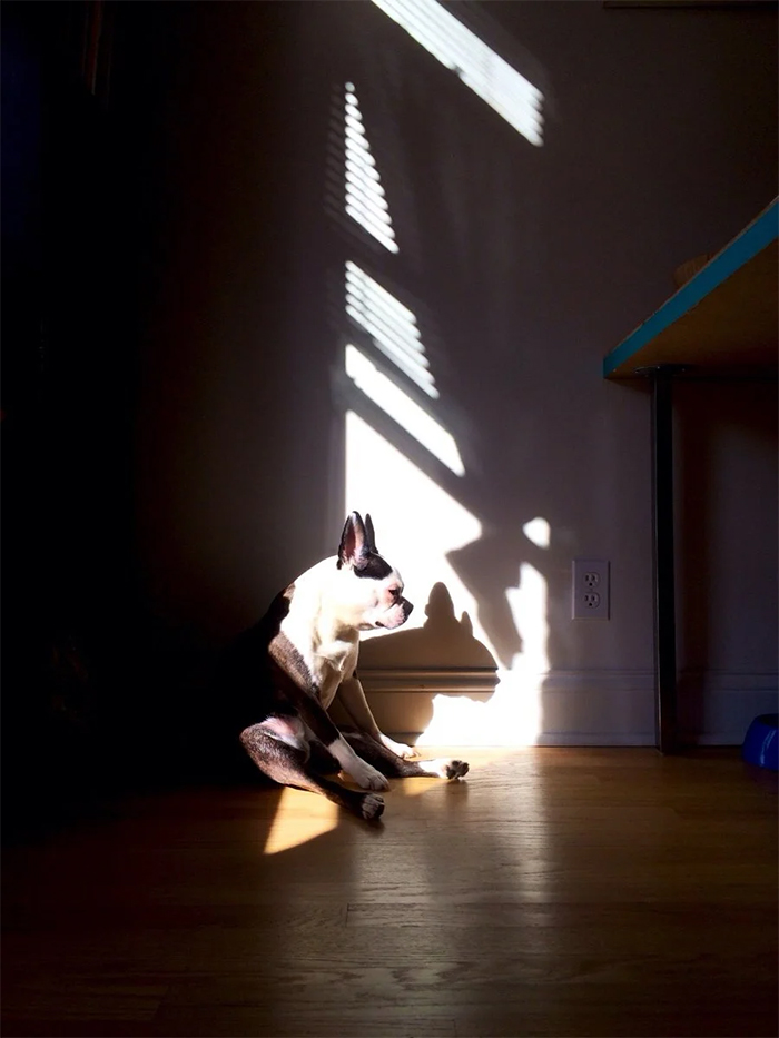 A dog and her sun spot