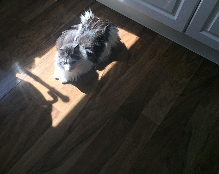 She always sits in this spot of sun