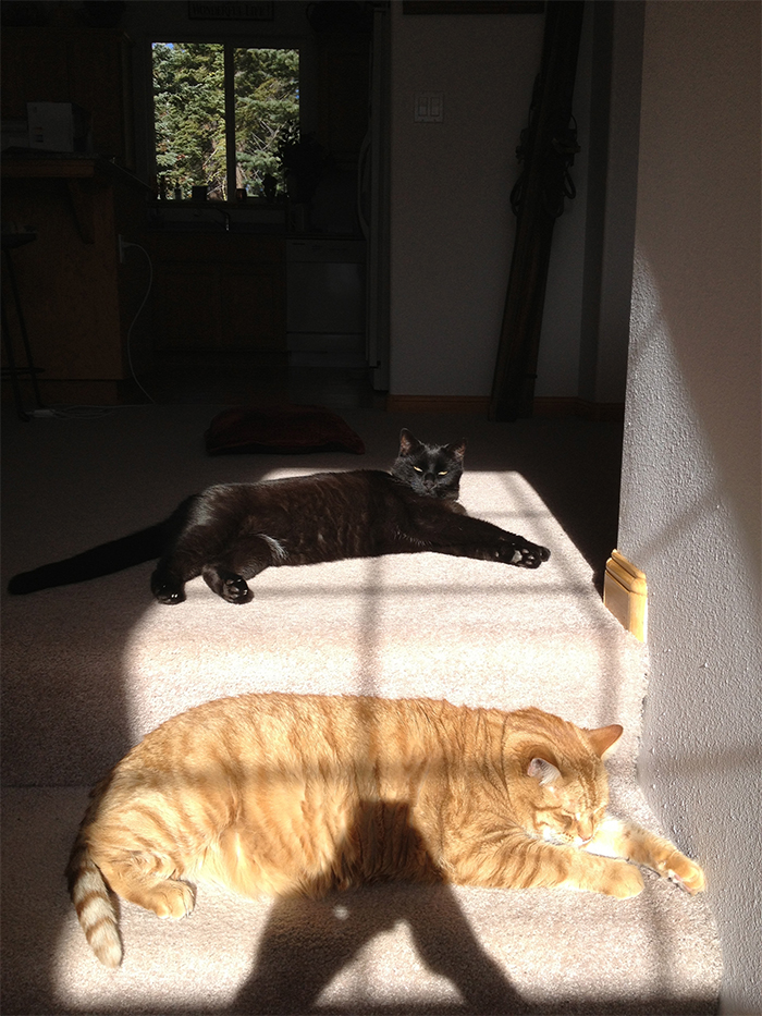 They'll do whatever it takes to find the sun spot