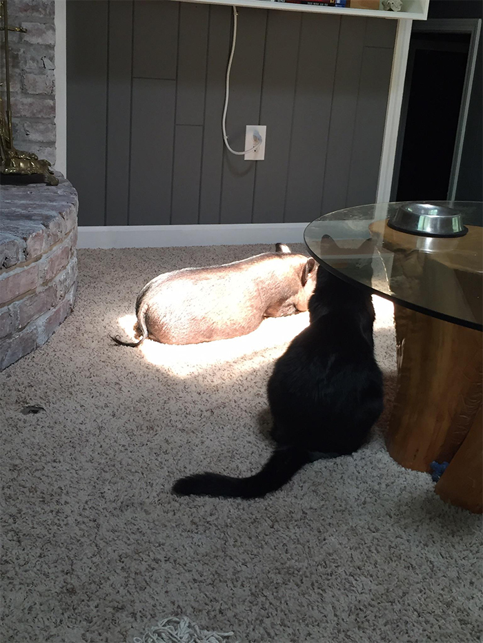 When the pig is hogging the sun spot