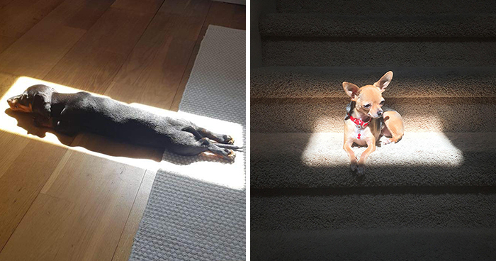 30 Solar-Powered Pets Enjoying A Good Sunbathe