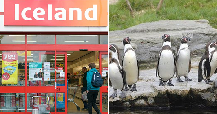 UK Supermarket Iceland Adopts All Zoo’s Penguins To Save The Venue Which Has 500