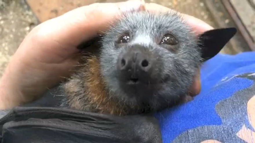 Video Shows Baby Bat Making Adorable Heart-Melting Squeaks While Being Petted