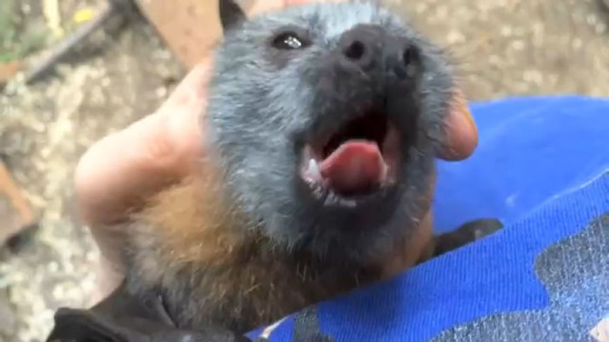 Video Shows Baby Bat Making Adorable Heart-Melting Squeaks While Being Petted