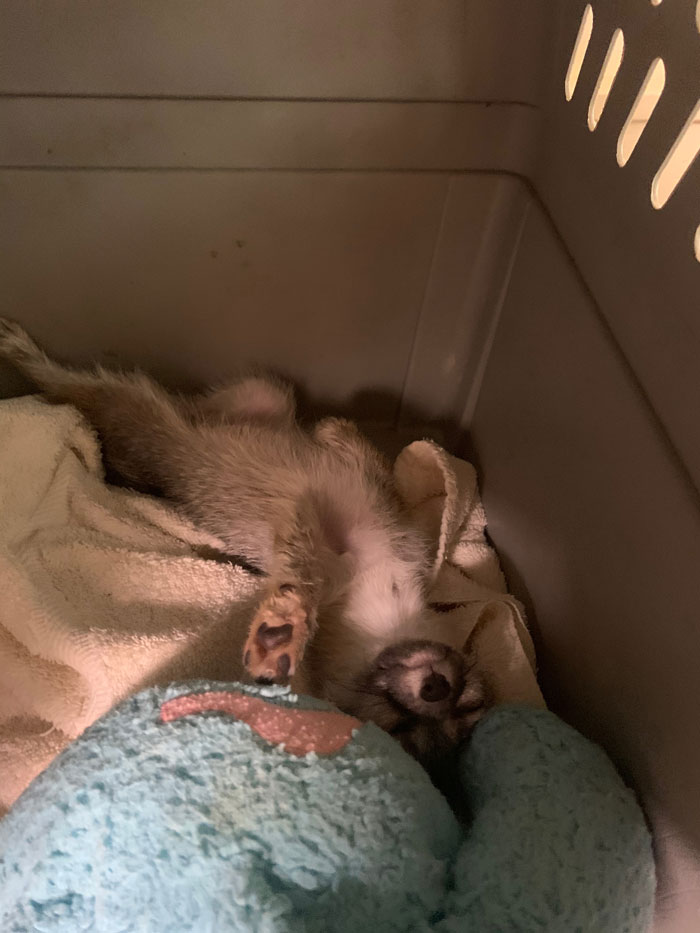 This Dehydrated Baby Fox Confused A Family's Dog For Its Mom And Followed Them Home, Got Rescued And Nursed Back To Health