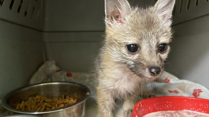 This Dehydrated Baby Fox Confused A Family's Dog For Its Mom And Followed Them Home, Got Rescued And Nursed Back To Health