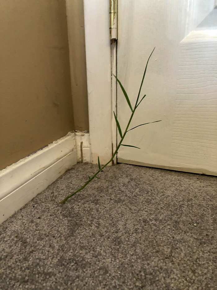 Weeds Have Started Growing Through My House