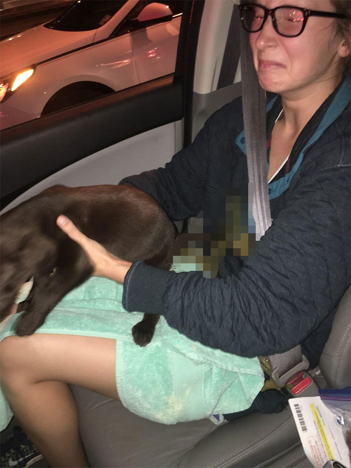 Our Puppy Had Explosive Diarrhea All Over My Wife