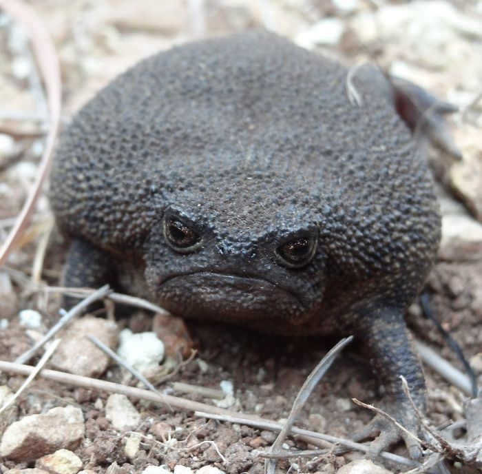 Meet African Rain Frogs That Look Like Angry Avocados And Have The Most Adorable Squeeks