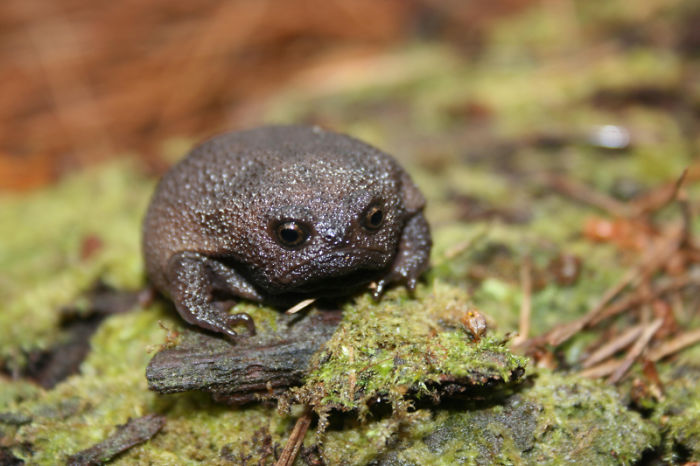 Meet African Rain Frogs That Look Like Angry Avocados And Have The Most Adorable Squeeks
