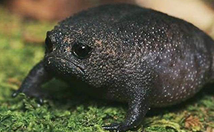 Meet African Rain Frogs That Look Like Angry Avocados And Have The Most Adorable Squeeks