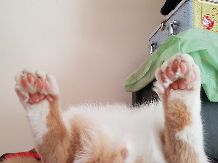 My Cat Yaari, Who Has Extra Toes And Loves Spending Time Sleeping Like This