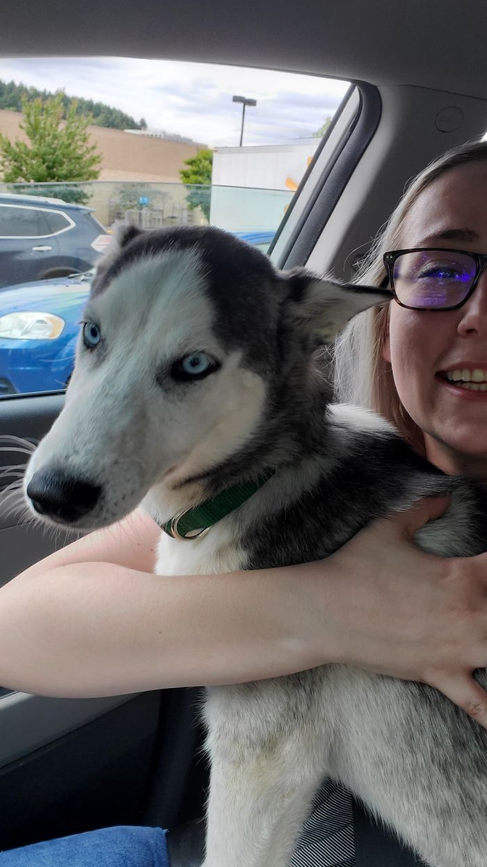 Sif, Our Adopted Husky. Couldn't Decide If He Wanted My Lap Or Naps On The Way Home!