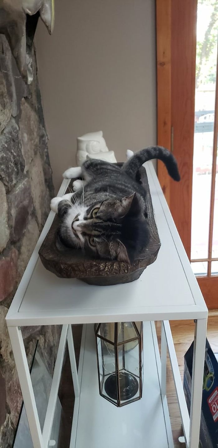 My Cat In A Bowl.