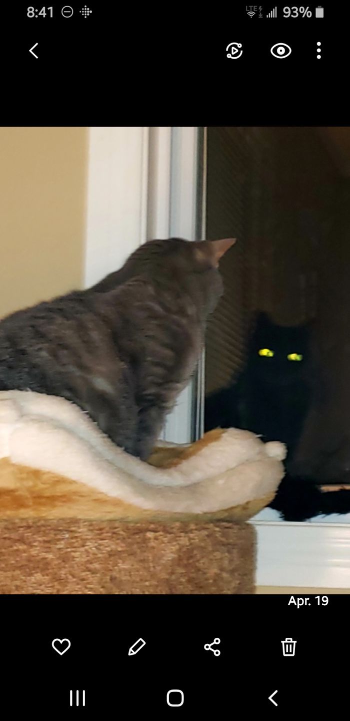 Two Sides To Every Cat