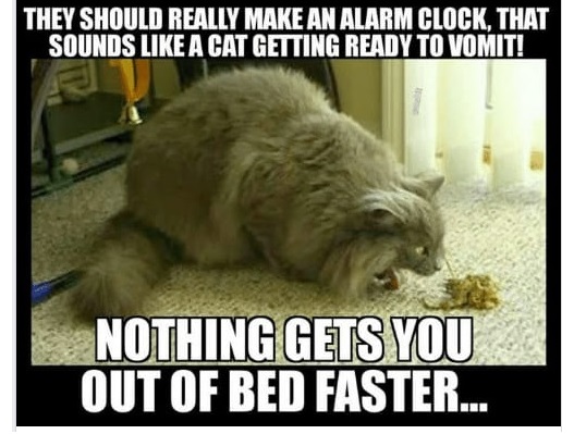 cat-alarm-clock-5ed9aeefa6ef7.jpg