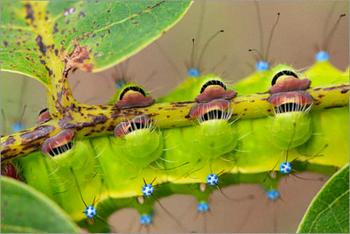 Caterpillar-Feet