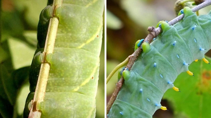 Turns Out, Caterpillars Have Tiny Little Feet, And They’re So Cute It’s Underrated (30 Pics)