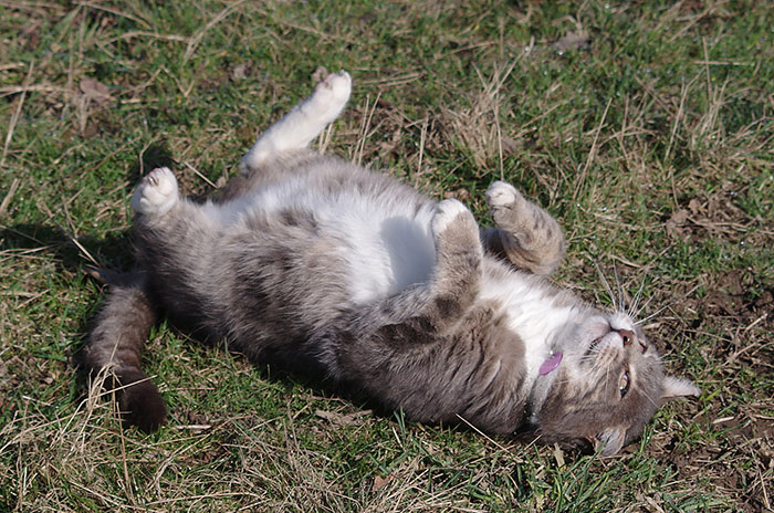 Our And Our Neighbor’s Cats Found Catnip And Cat.exe Stopped Functioning (30 Pics)