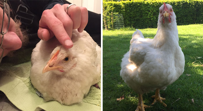 Heartwarming Story Of A Chicken Named Victoria Who Found A Loving Home After Escaping A Factory Farm