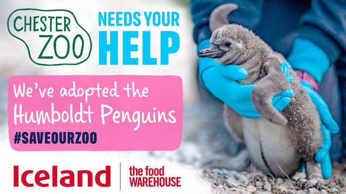 UK Supermarket Iceland Adopts All Zoo's Penguins To Save The Venue Which Has 500