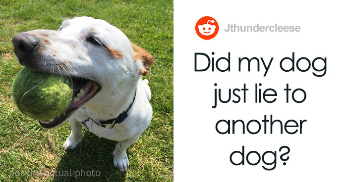 Dog Owner Witnesses Peculiar Behavior At The Dog Park, Asks The Internet If His Dog Just Lied To Another Dog