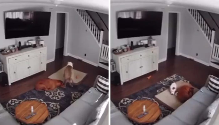 Camera Catches Dog Taking His Bed To His Sick Brother | Bored Panda