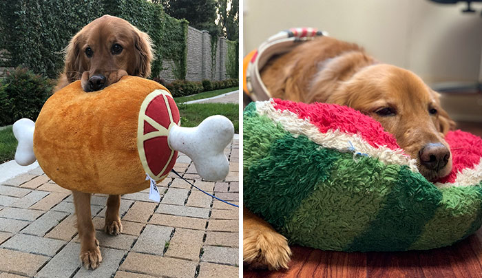 Here Are 25 Photos Of The Dog Who Won’t Leave Her House Without One Of Her Plushies