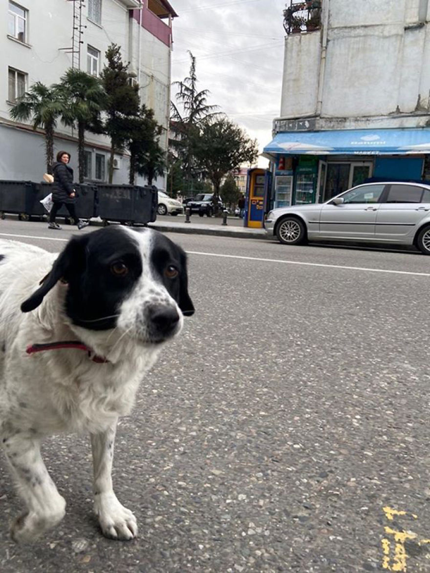 This Dog Comes Here Every Day And Helps Kindergarten Kids Safely Cross The Street