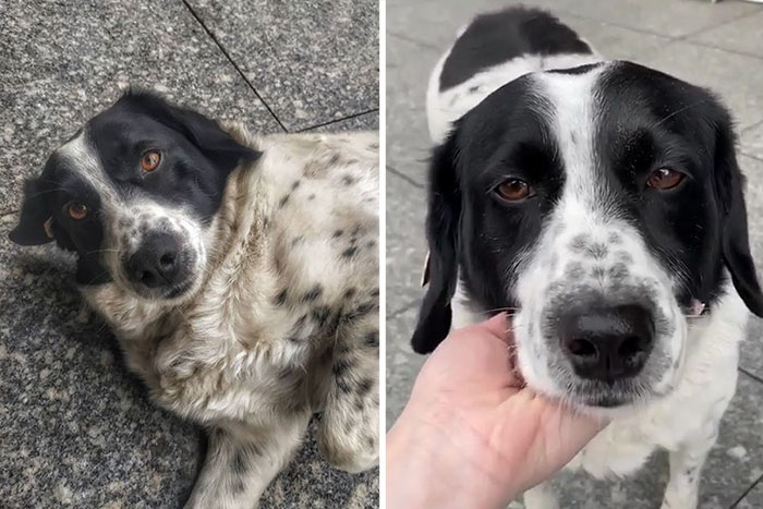 This Dog Comes Here Every Day And Helps Kindergarten Kids Safely Cross The Street