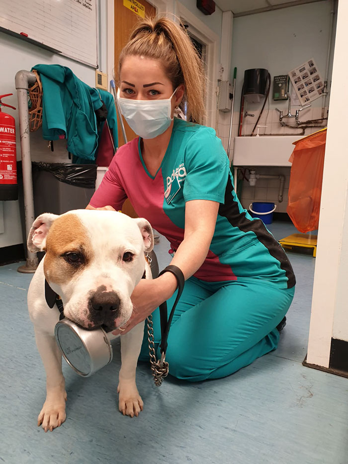 This 10-year-old Doggy Named Bonnie Attempted To Lick A Can Of Tuna And Ended Up In The ER