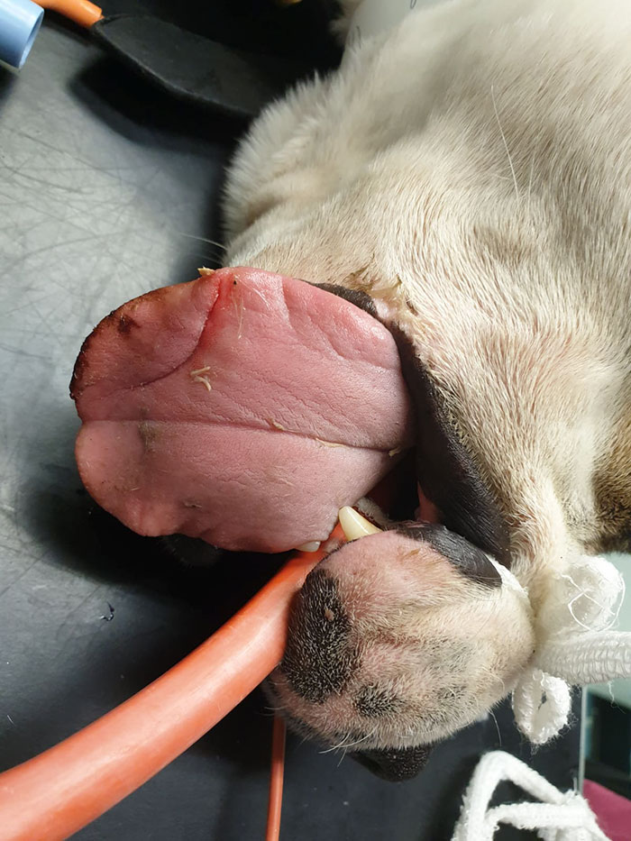 This 10-year-old Doggy Named Bonnie Attempted To Lick A Can Of Tuna And Ended Up In The ER