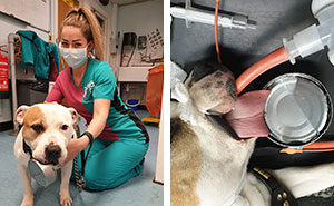 Adorable Hungry Doggy Ends Up In The ER By Getting Her Tongue Stuck In A Tuna Can