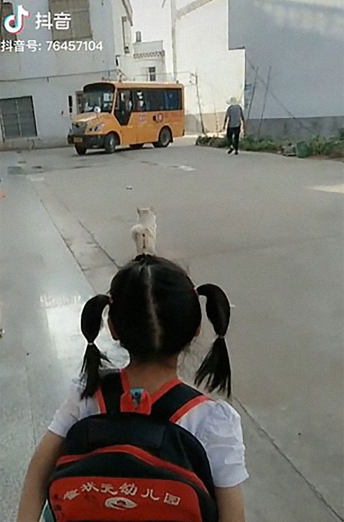 Wholesome Dog Takes His Little Owner To And From The School Bus Every Day