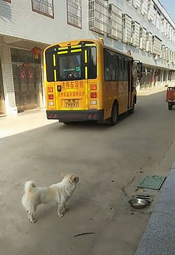 Wholesome Dog Takes His Little Owner To And From The School Bus Every Day