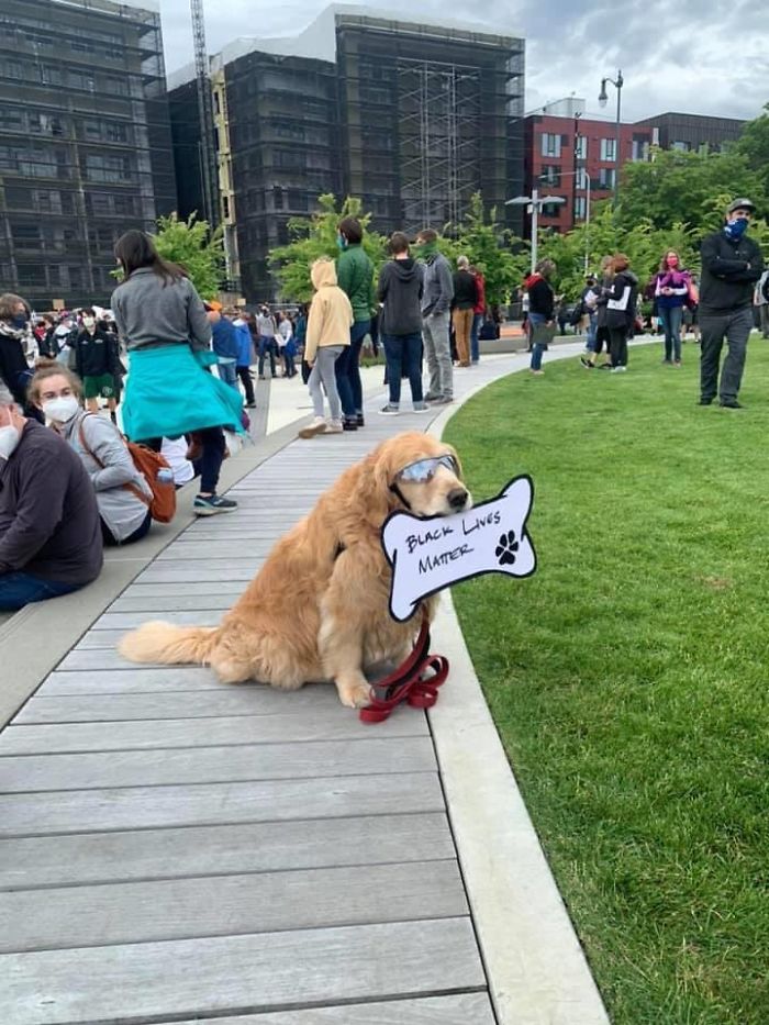 https://static.boredpanda.com/blog/wp-content/uploads/2020/06/dogs-good-boys-protesting-for-justice-1-5edde3b799a0f__700.jpg
