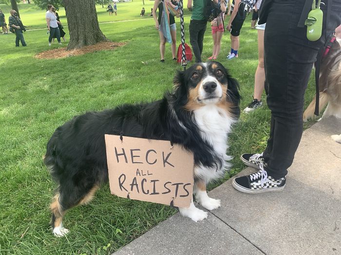 https://static.boredpanda.com/blog/wp-content/uploads/2020/06/dogs-good-boys-protesting-for-justice-112-5edde51435376__700.jpg