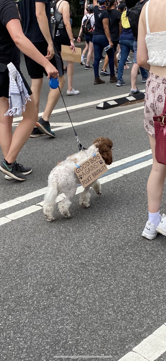 https://static.boredpanda.com/blog/wp-content/uploads/2020/06/dogs-good-boys-protesting-for-justice-115-5edde411d9795__700.jpg