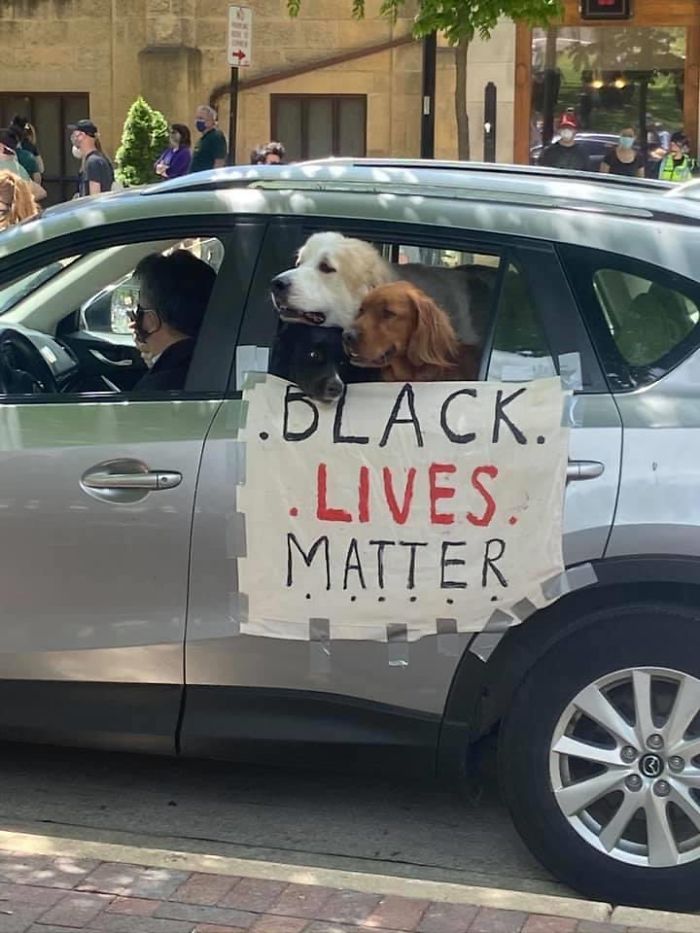 https://static.boredpanda.com/blog/wp-content/uploads/2020/06/dogs-good-boys-protesting-for-justice-12-5edde3c48a563__700.jpg