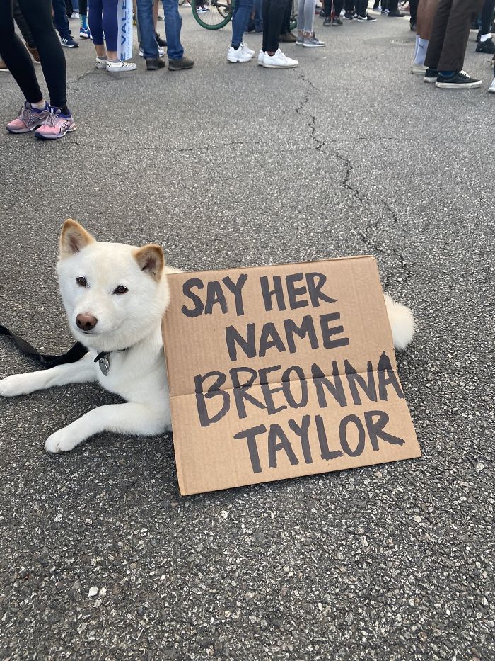 https://static.boredpanda.com/blog/wp-content/uploads/2020/06/dogs-good-boys-protesting-for-justice-127-5edde4ee427c1__700.jpg