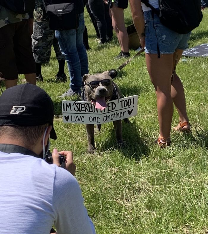https://static.boredpanda.com/blog/wp-content/uploads/2020/06/dogs-good-boys-protesting-for-justice-132-5edde423aa77e__700.jpg