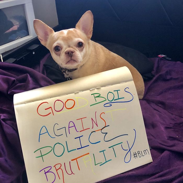 https://static.boredpanda.com/blog/wp-content/uploads/2020/06/dogs-good-boys-protesting-for-justice-134-5edde5240eb30__700.jpg