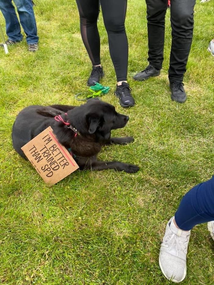 https://static.boredpanda.com/blog/wp-content/uploads/2020/06/dogs-good-boys-protesting-for-justice-140-5edde3d6ab5c4__700.jpg