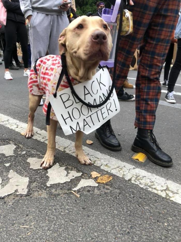 https://static.boredpanda.com/blog/wp-content/uploads/2020/06/dogs-good-boys-protesting-for-justice-145-5edde3dc9b6d4__700.jpg