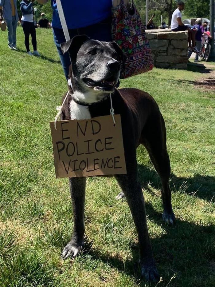 https://static.boredpanda.com/blog/wp-content/uploads/2020/06/dogs-good-boys-protesting-for-justice-19-5edde3c8b723f__700.jpg