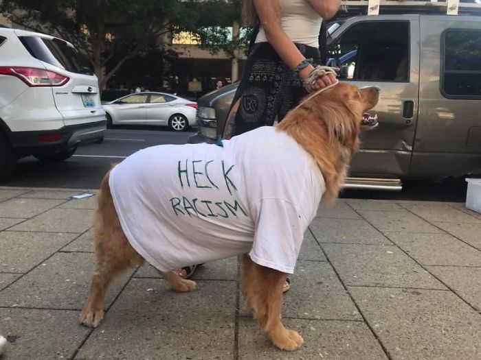 https://static.boredpanda.com/blog/wp-content/uploads/2020/06/dogs-good-boys-protesting-for-justice-2-5edde42fa16b8__700.jpg